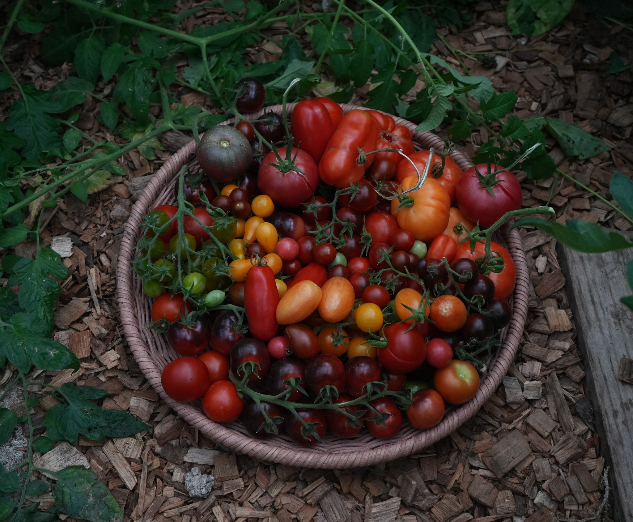 Tomaten