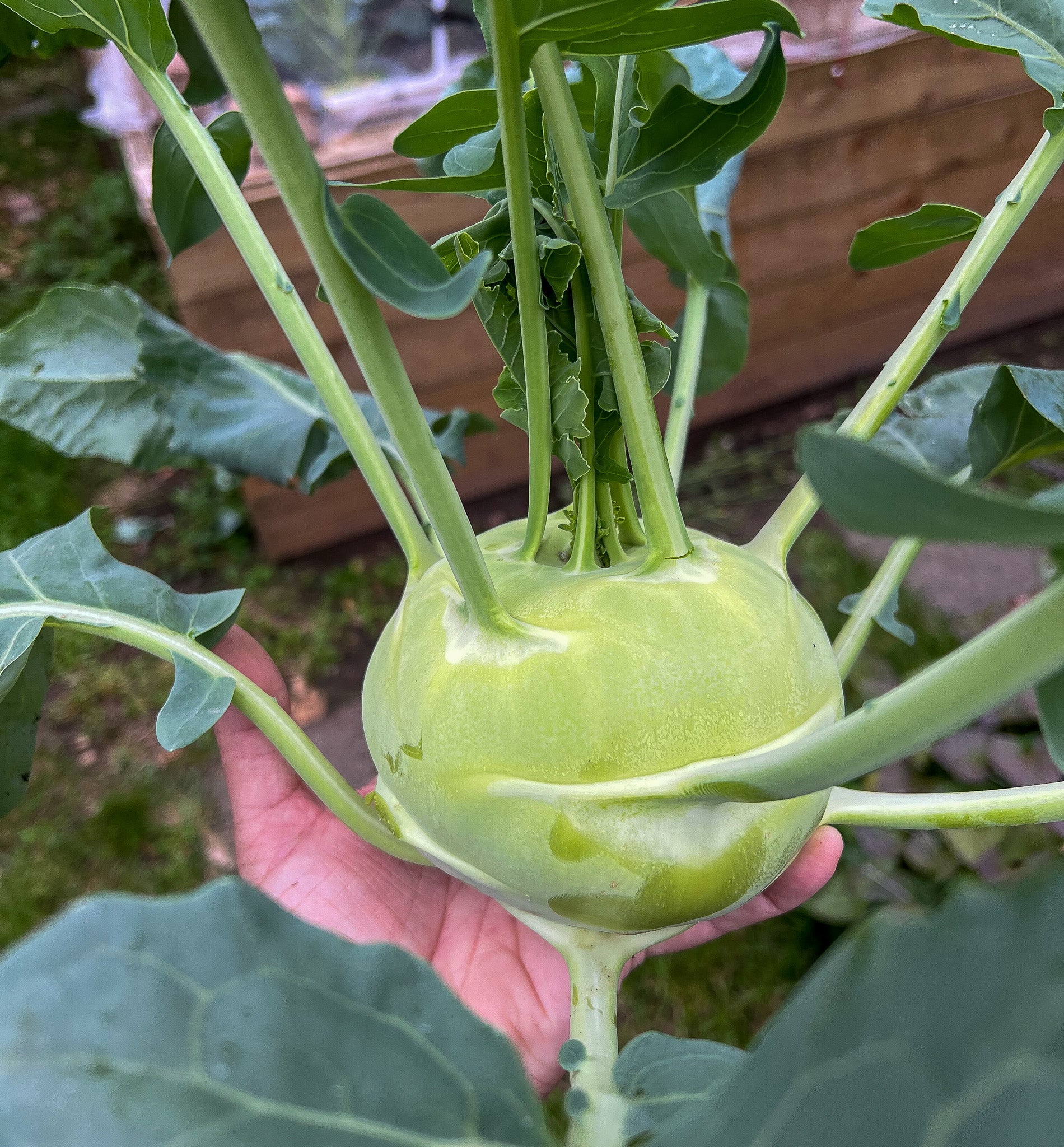 Kohlrabi