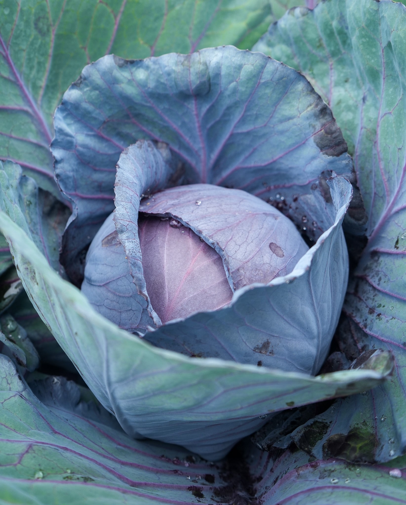 Kohl