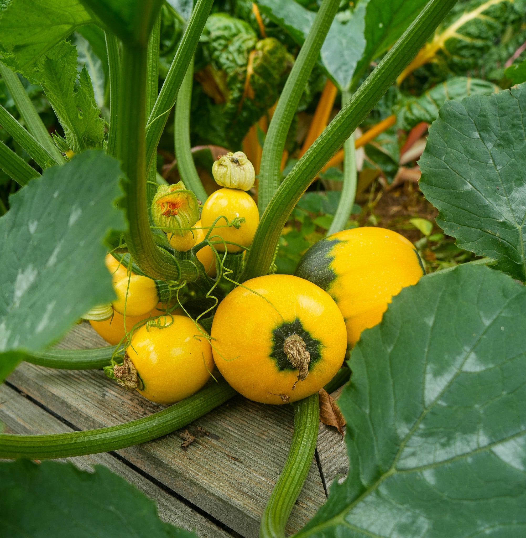 Zucchini
