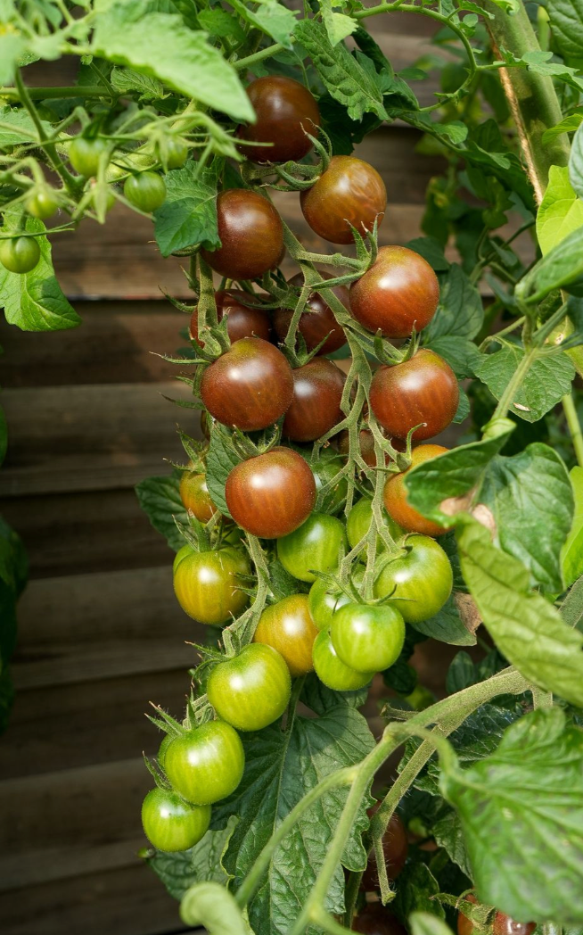 Tomate "Black Cherry" Saatgut