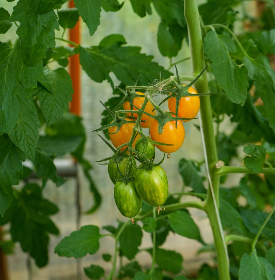 Tomate "Blush Tiger" Sativa Saatgut