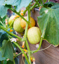 Gurke "Lemon" Saatgut