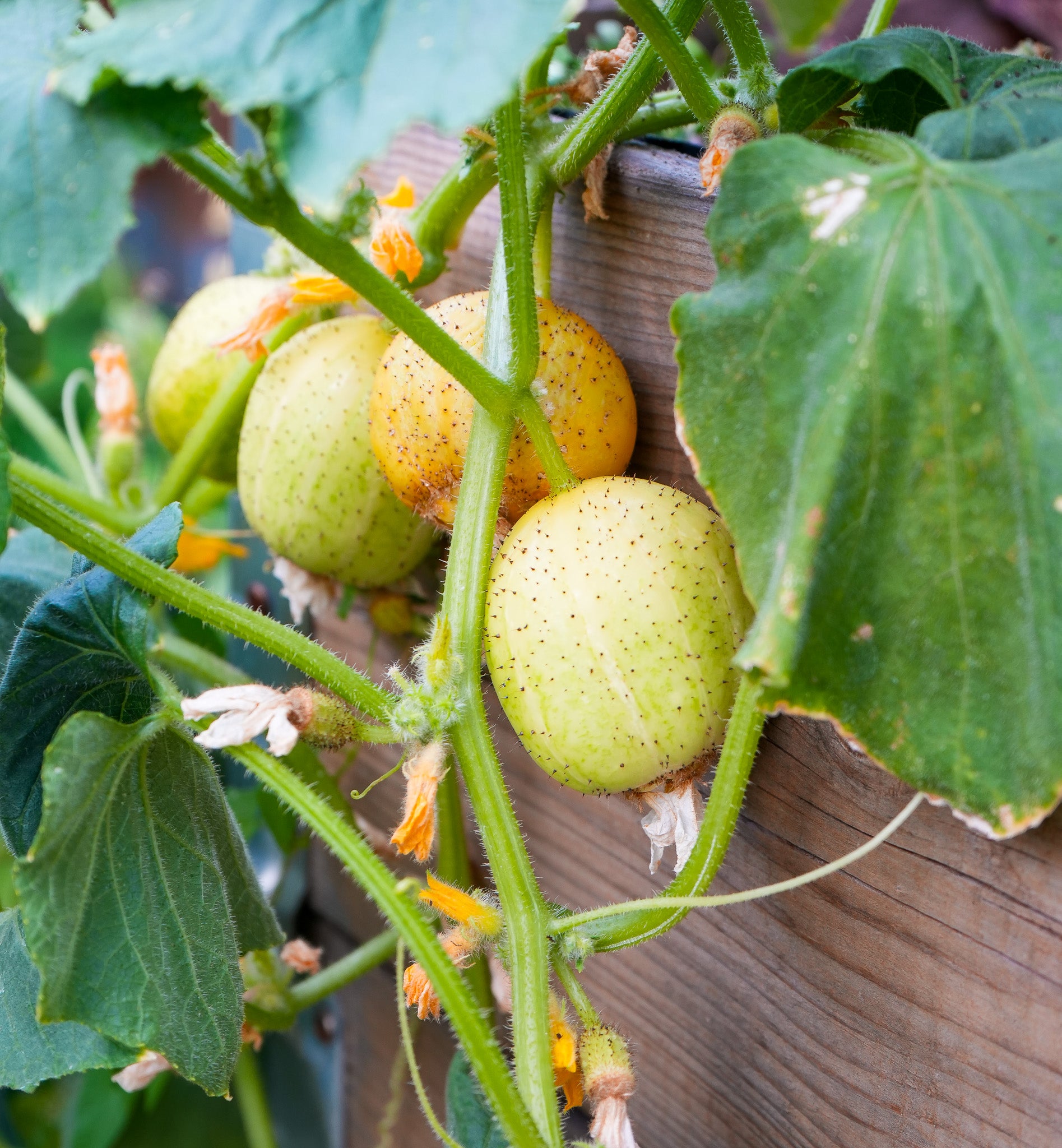 Gurke "Lemon" Saatgut