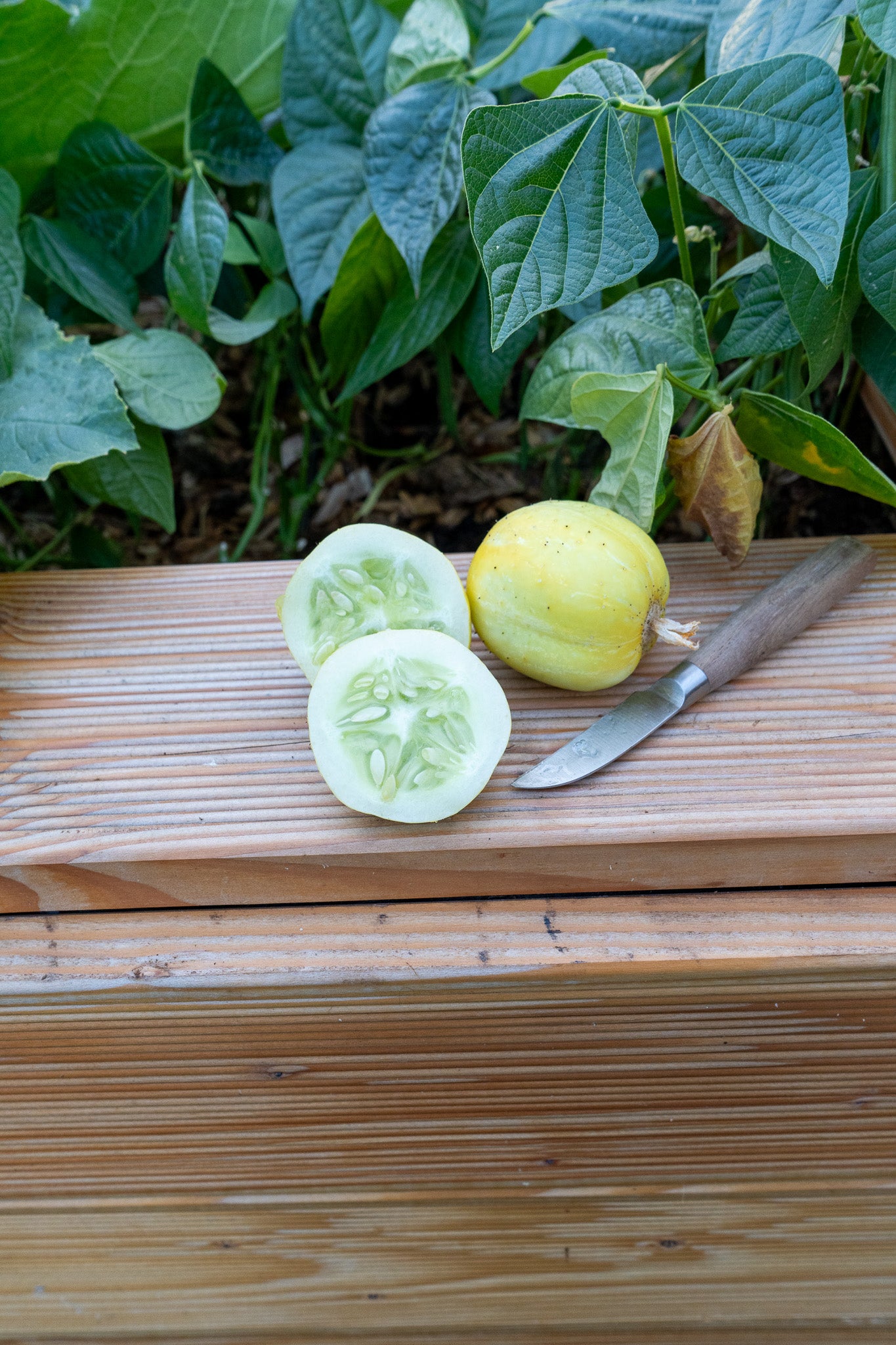 Gurke "Lemon" Saatgut