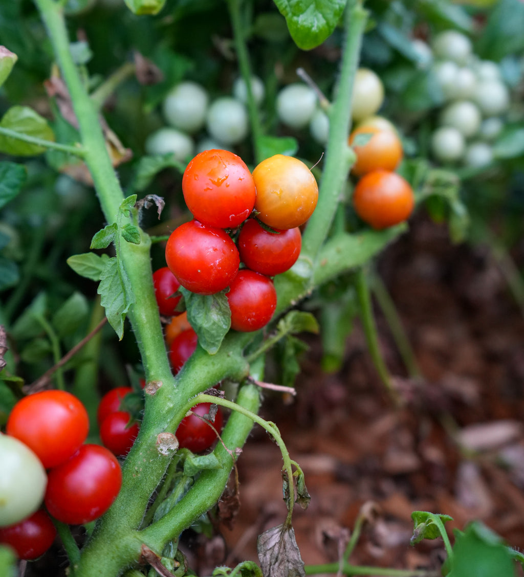 Tomate "Bajaja" Buschtomate Saatgut