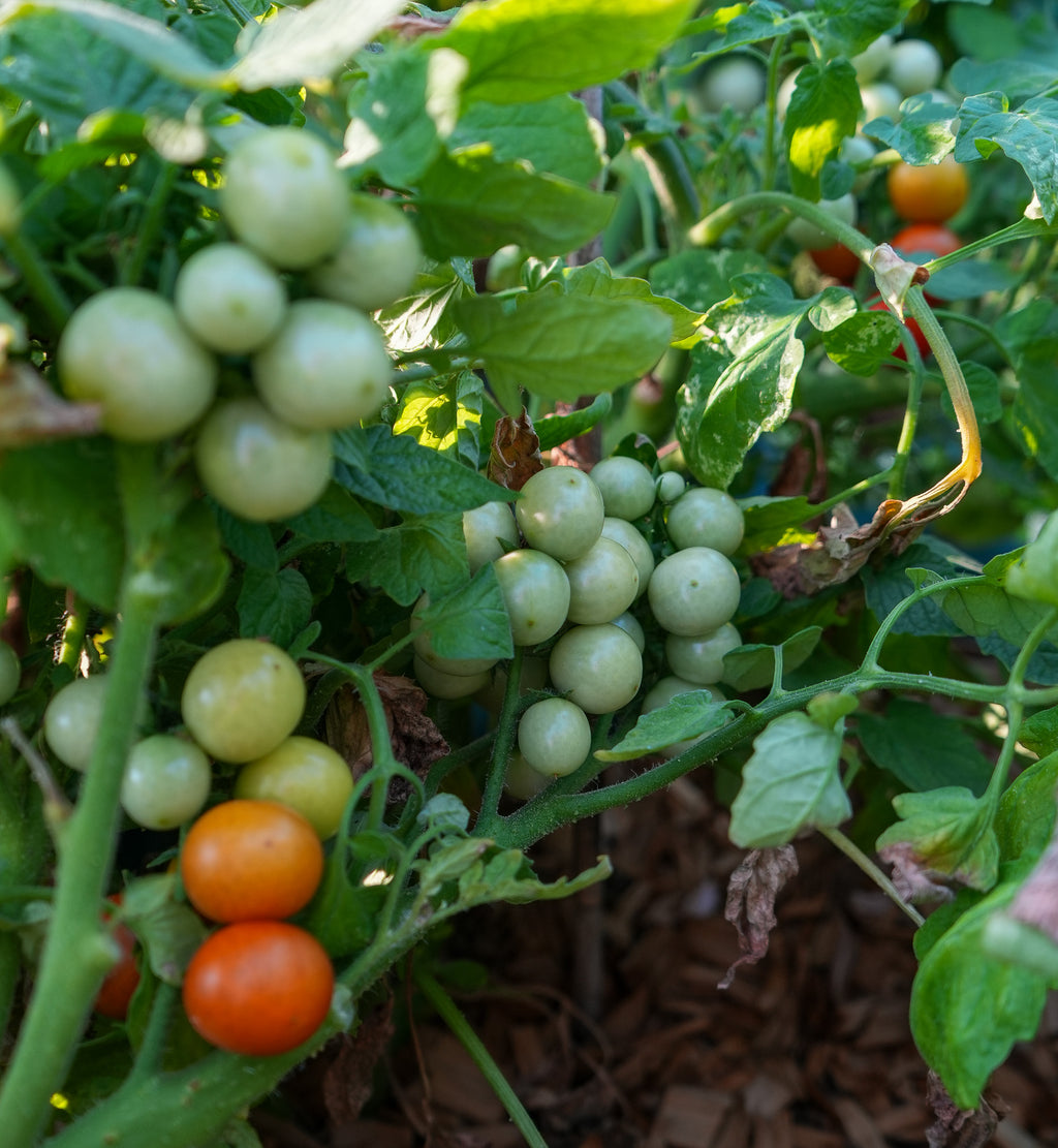 Tomate "Bajaja" Buschtomate Saatgut
