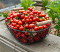 Tomate "Bajaja" Buschtomate Saatgut