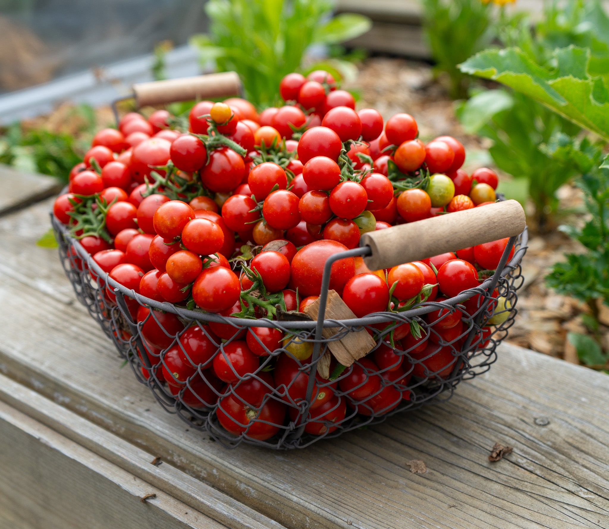 Tomate "Bajaja" Buschtomate Saatgut