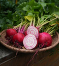 Rote Bete "Tonda di Chioggia" Saatgut