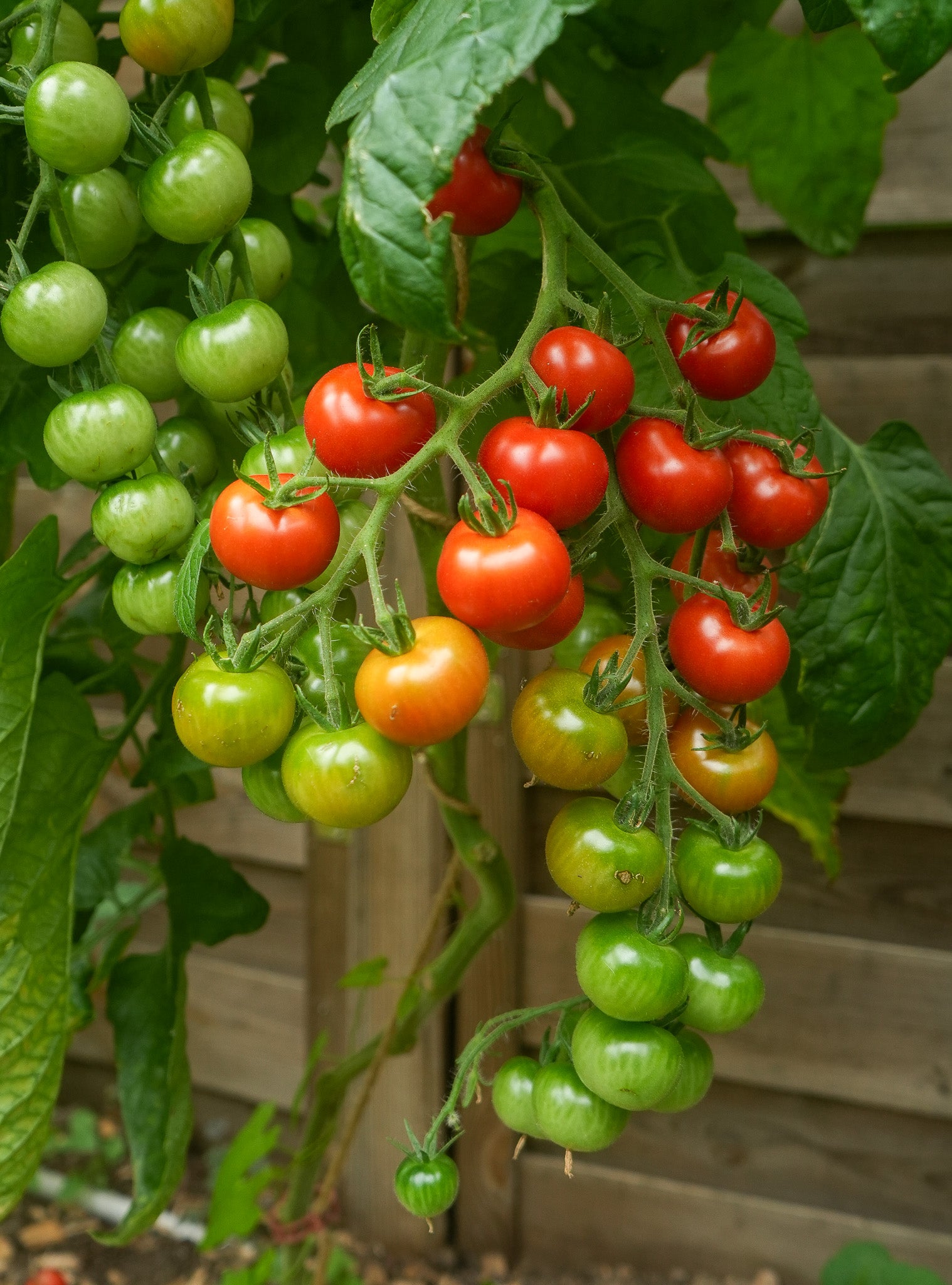 Tomate "Zuckertraube" Saatgut