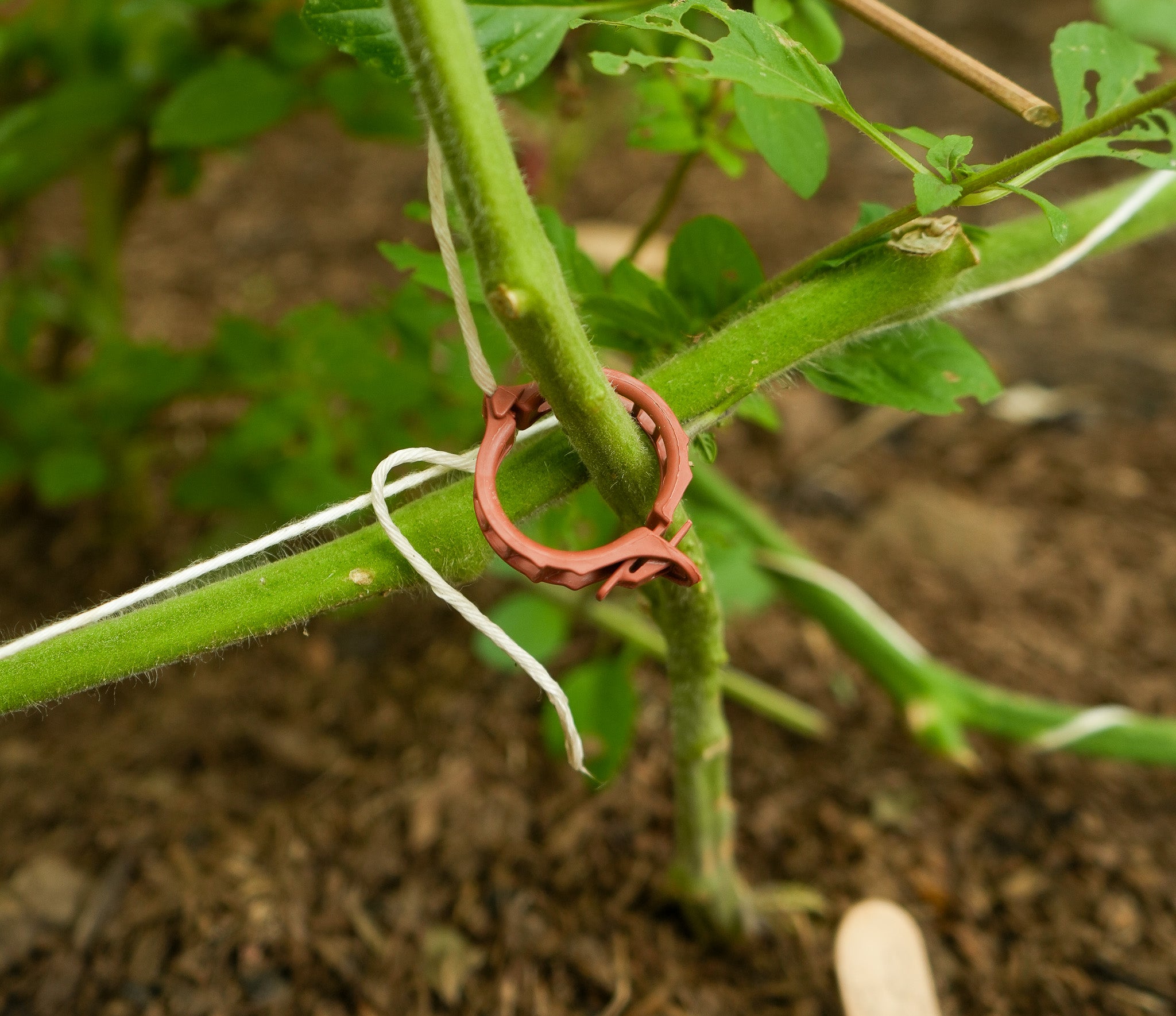 Tomatenclips 10er Zur Befestigung der Juteschnur an der Pflanze