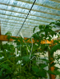 Tomatenhaken ohne Schnur