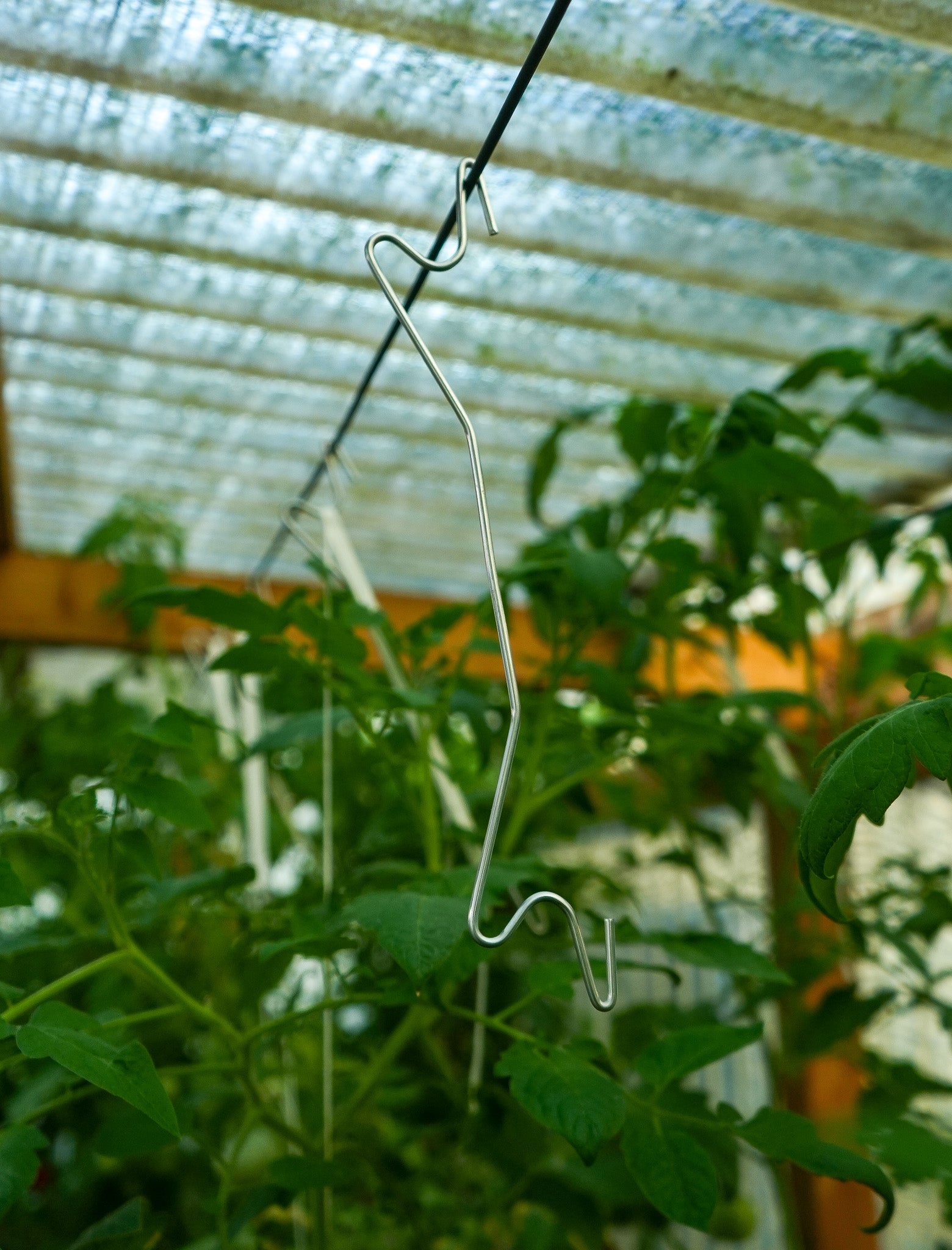 Tomatenhaken ohne Schnur