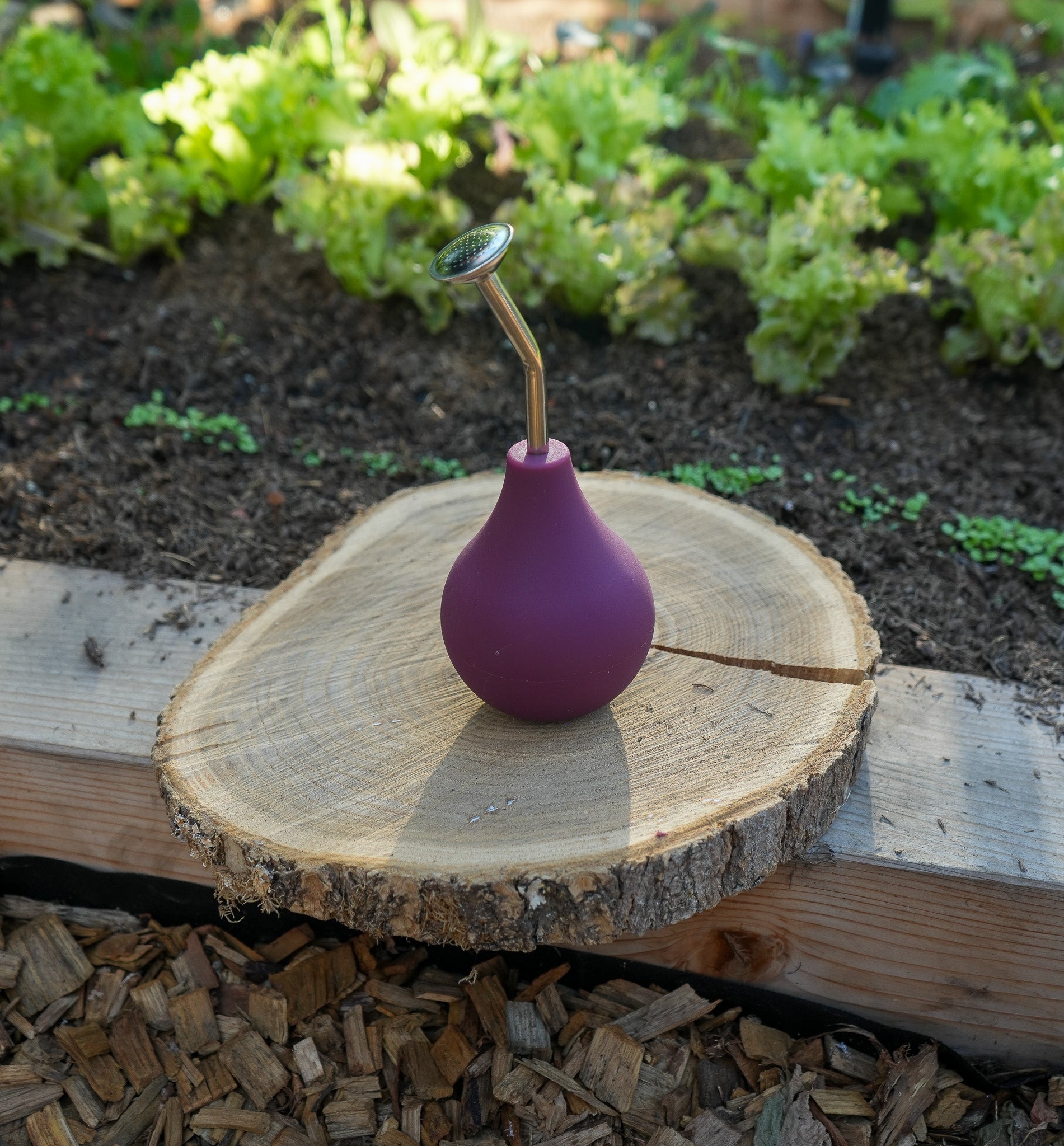 Kleine Ballbrause 250ml brombeere - Gießbrause für Keimlinge und Jungpflanzen