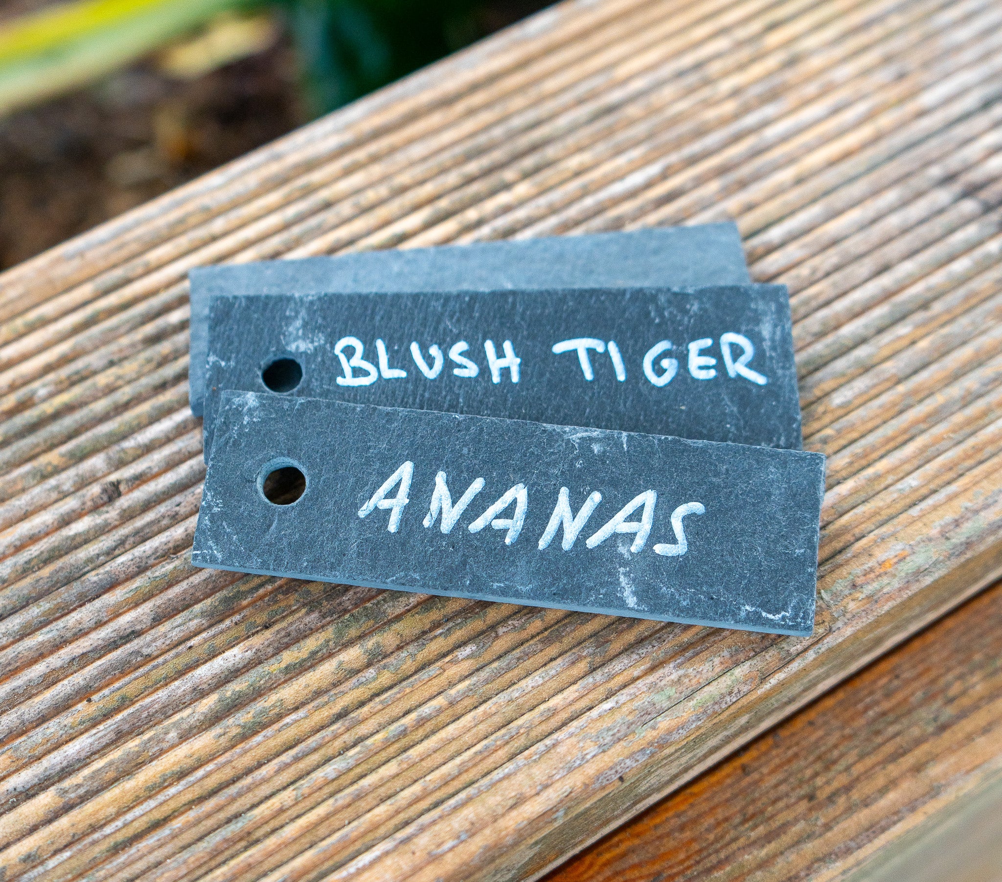 Pflanzenschild Schiefer 10x3cm