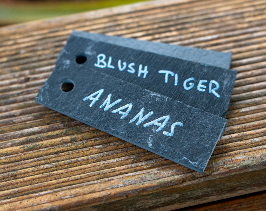 Pflanzenschild Schiefer 10x3cm