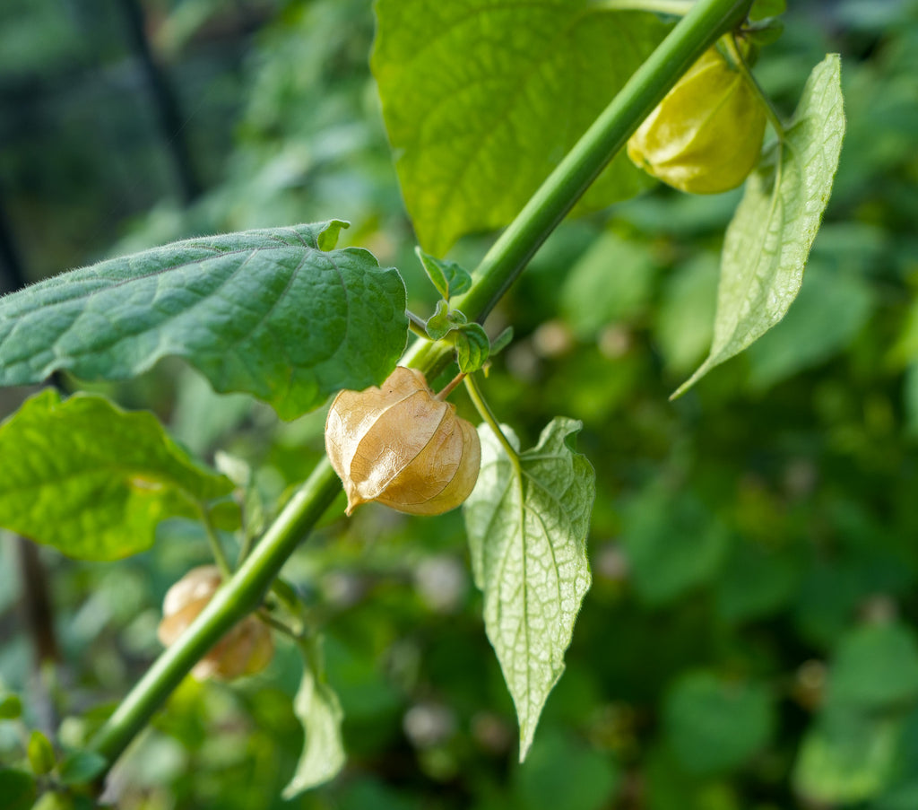 Physalis "Schönbrunner Gold" Andenbeere Saatgut