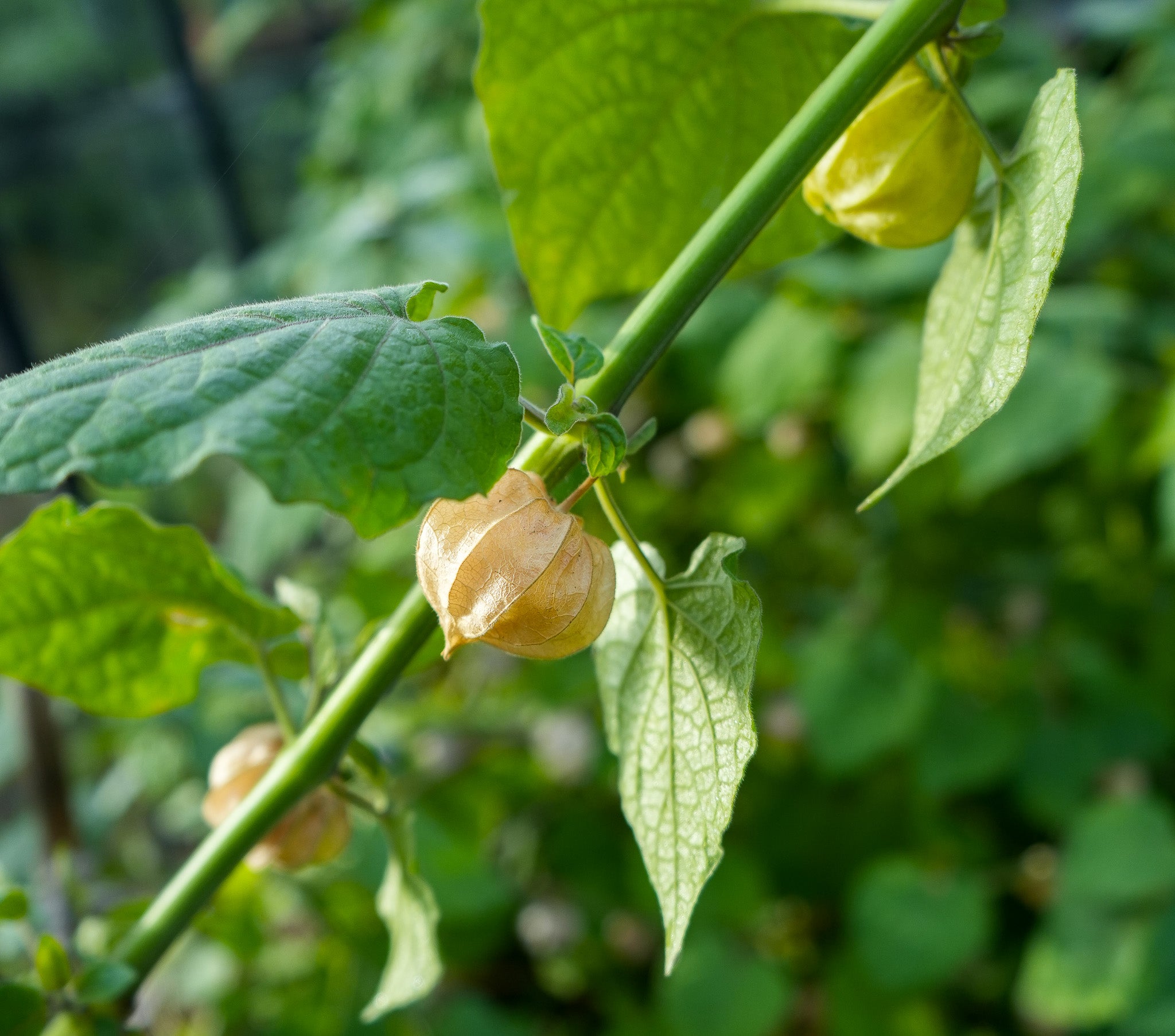 Physalis "Schönbrunner Gold" Andenbeere Saatgut