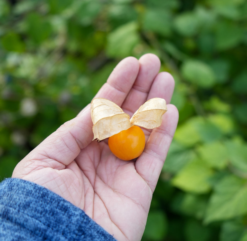 Physalis "Schönbrunner Gold" Andenbeere Saatgut