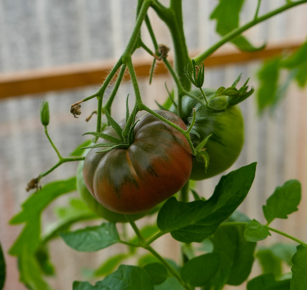 Tomate "Tschernij Prinz" Saatgut