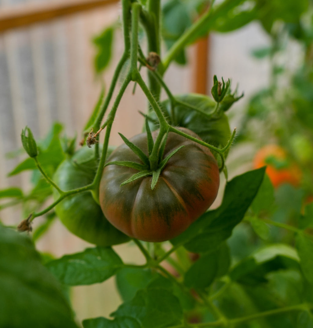 Tomate "Tschernij Prinz" Saatgut