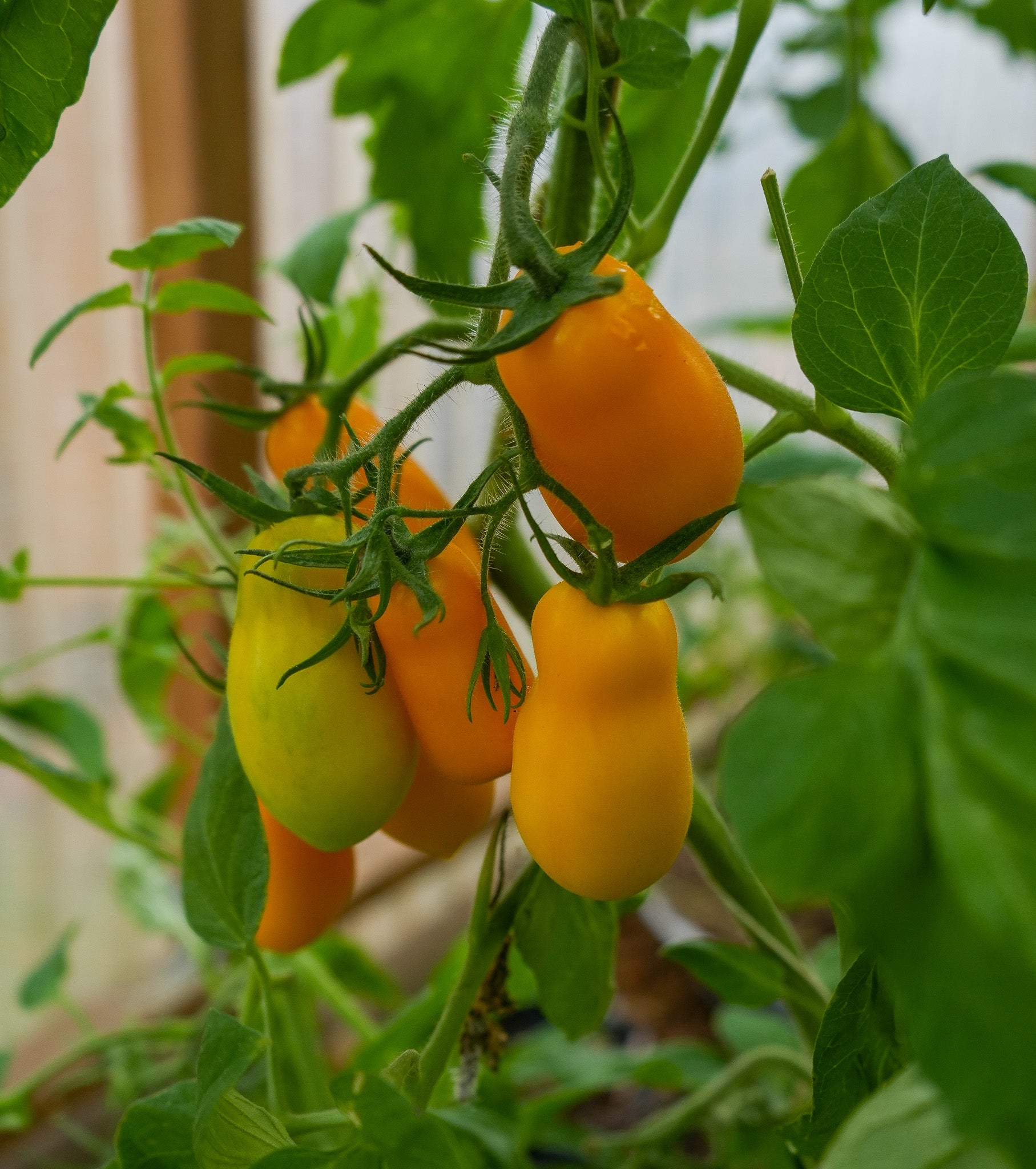 Tomate "Banana Legs" Saatgut