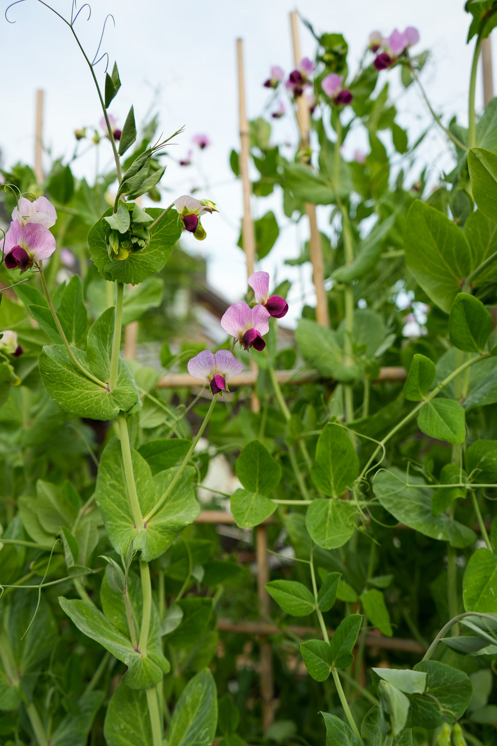 Erbse "Sima" Winter Sativa Saatgut